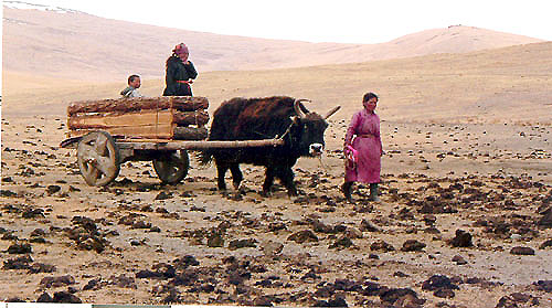 Yak-in-cart.jpg