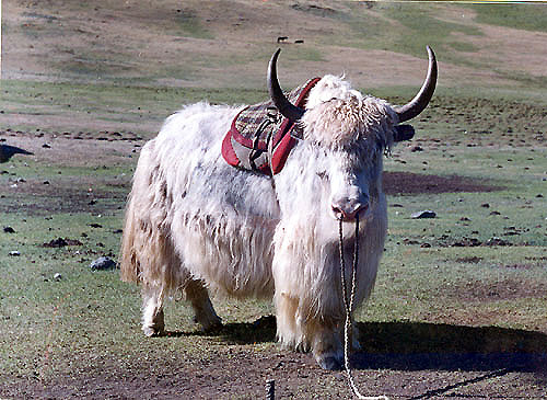 Yak-ride.jpg