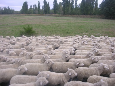 Sheeps.JPG